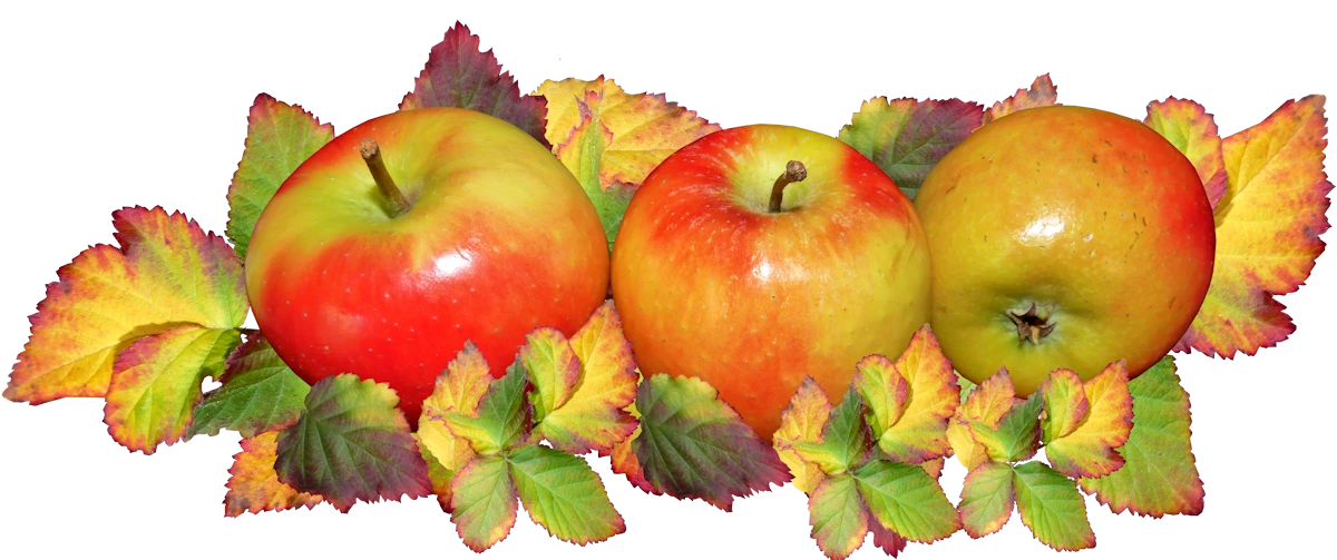 autumn-apples-leaves