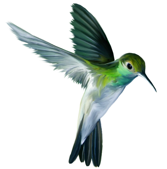 humming-bird-medical-disclaimer