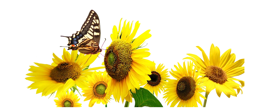 sunflowers-butterfly